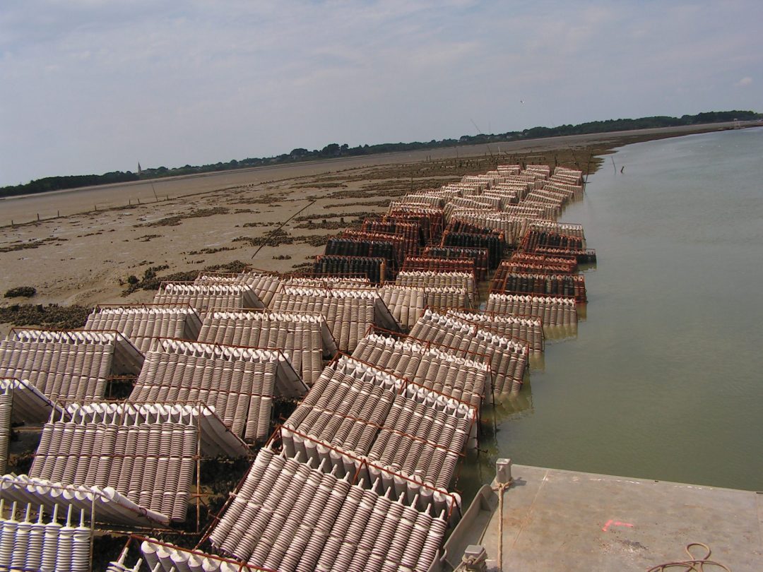 Le captage des jeunes huîtres