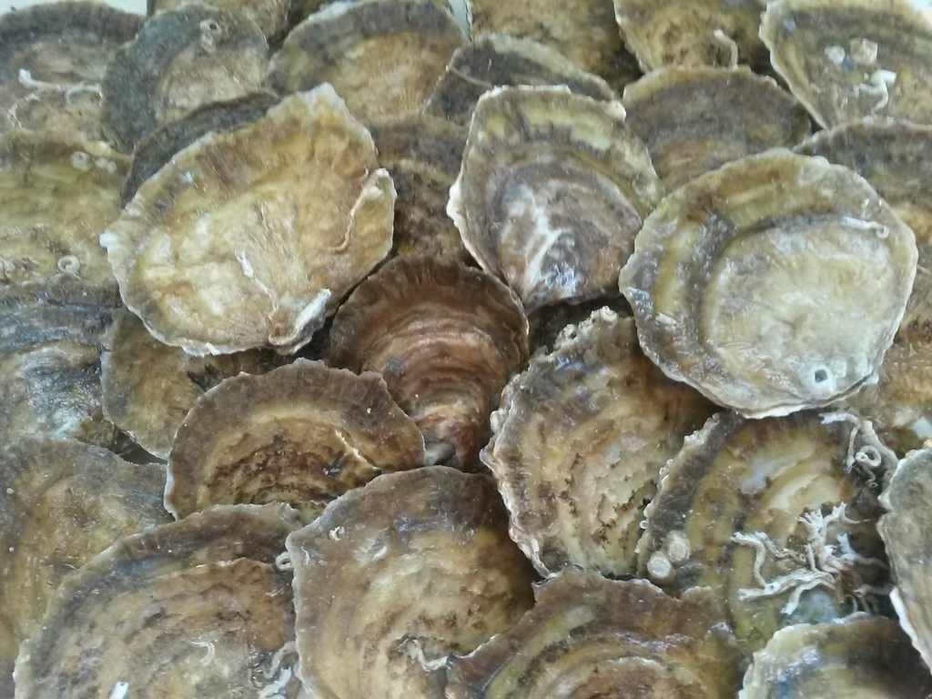 Achat d'huîtres dans le Golfe du Morbihan L’huître plate » La Belon «