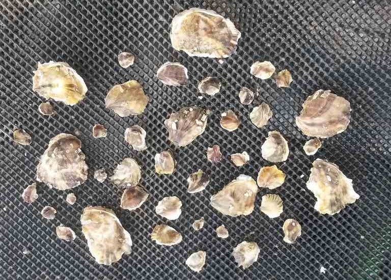 Le naissain détroqué à 6 mois