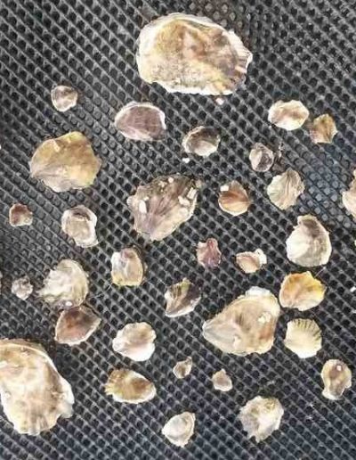 Le naissain détroqué à 6 mois