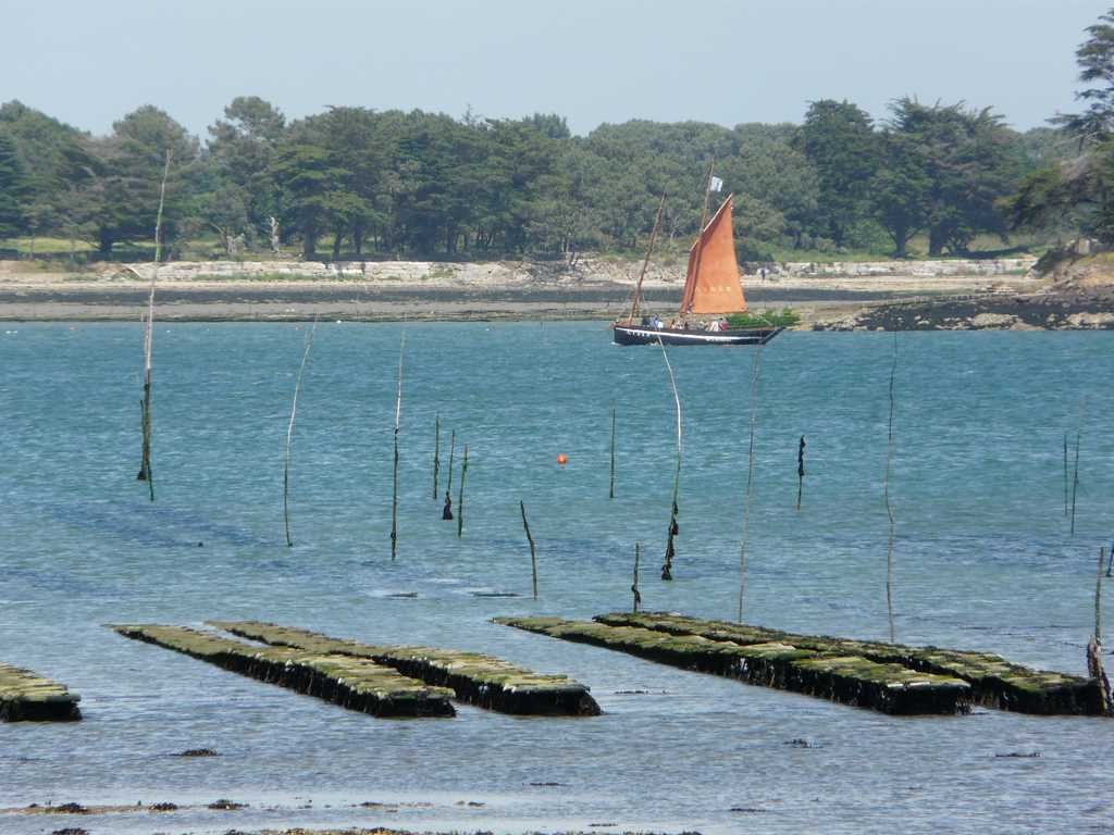 Producteurs d’huîtres dans le Golfe du Morbihan