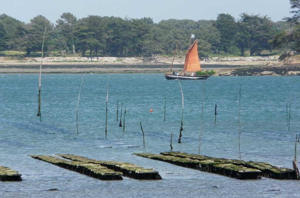 Voilier de tradition  » Le SINAGOT  » devant les parcs d’élevage