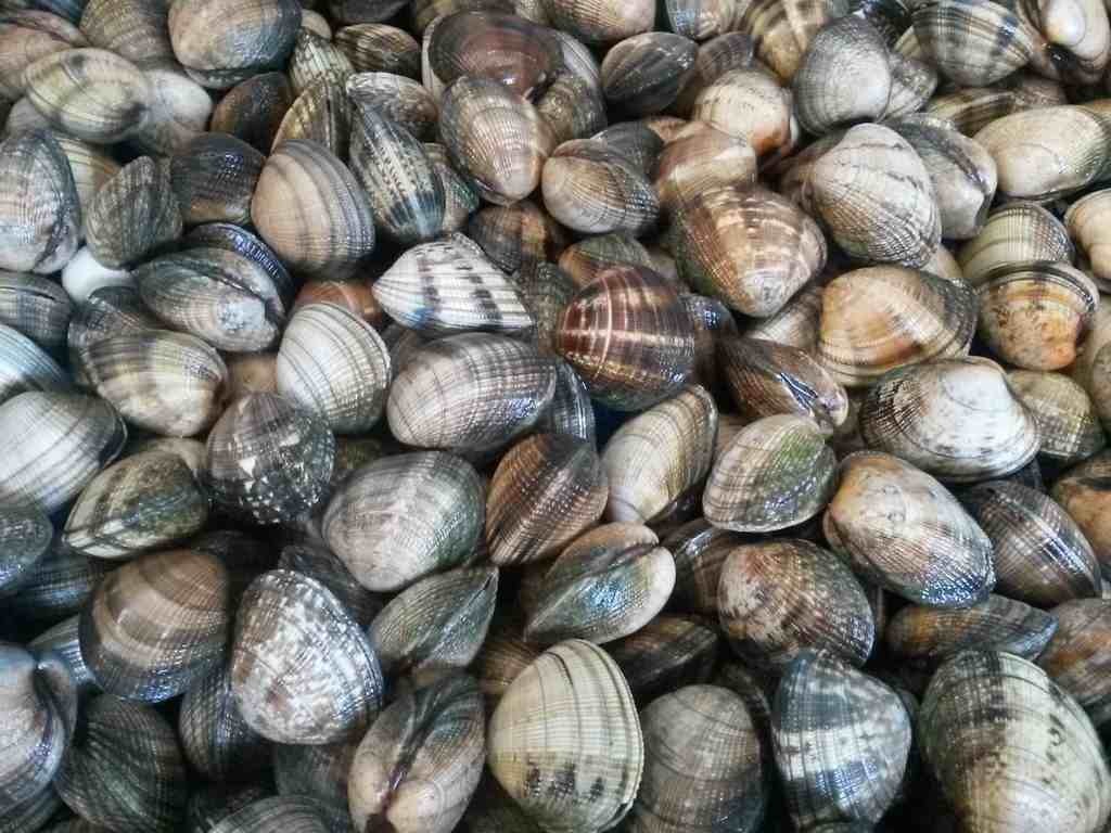 Les palourdes du Golfe